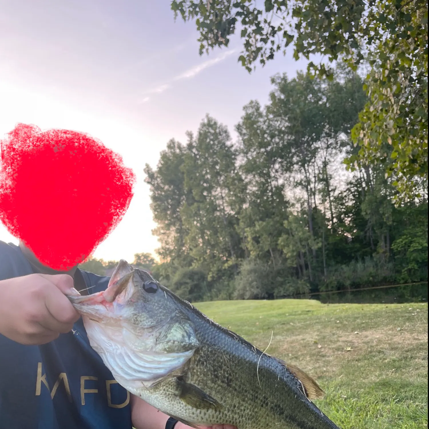 Largemouth bass caught on Fishbrain