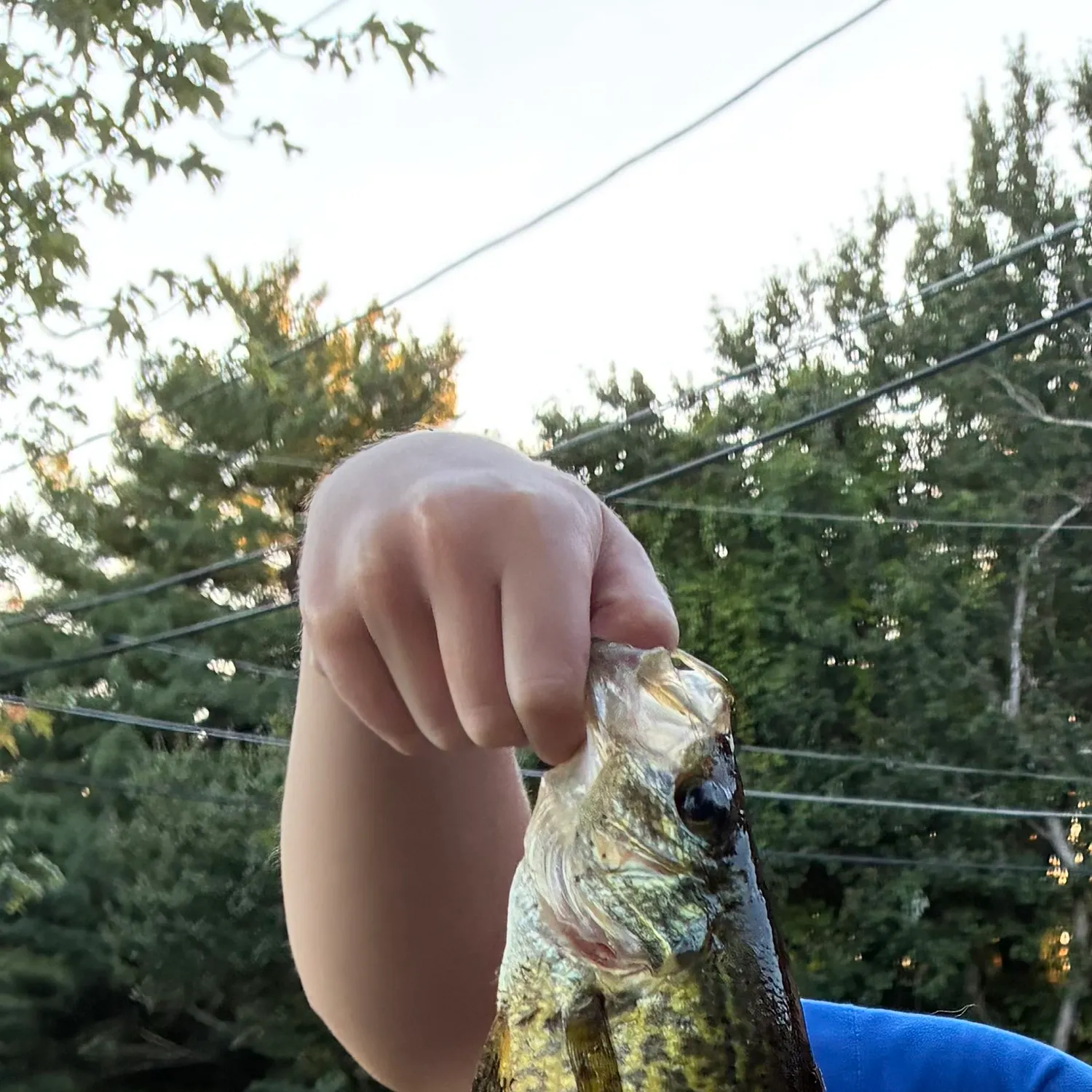 Black crappie caught on Fishbrain