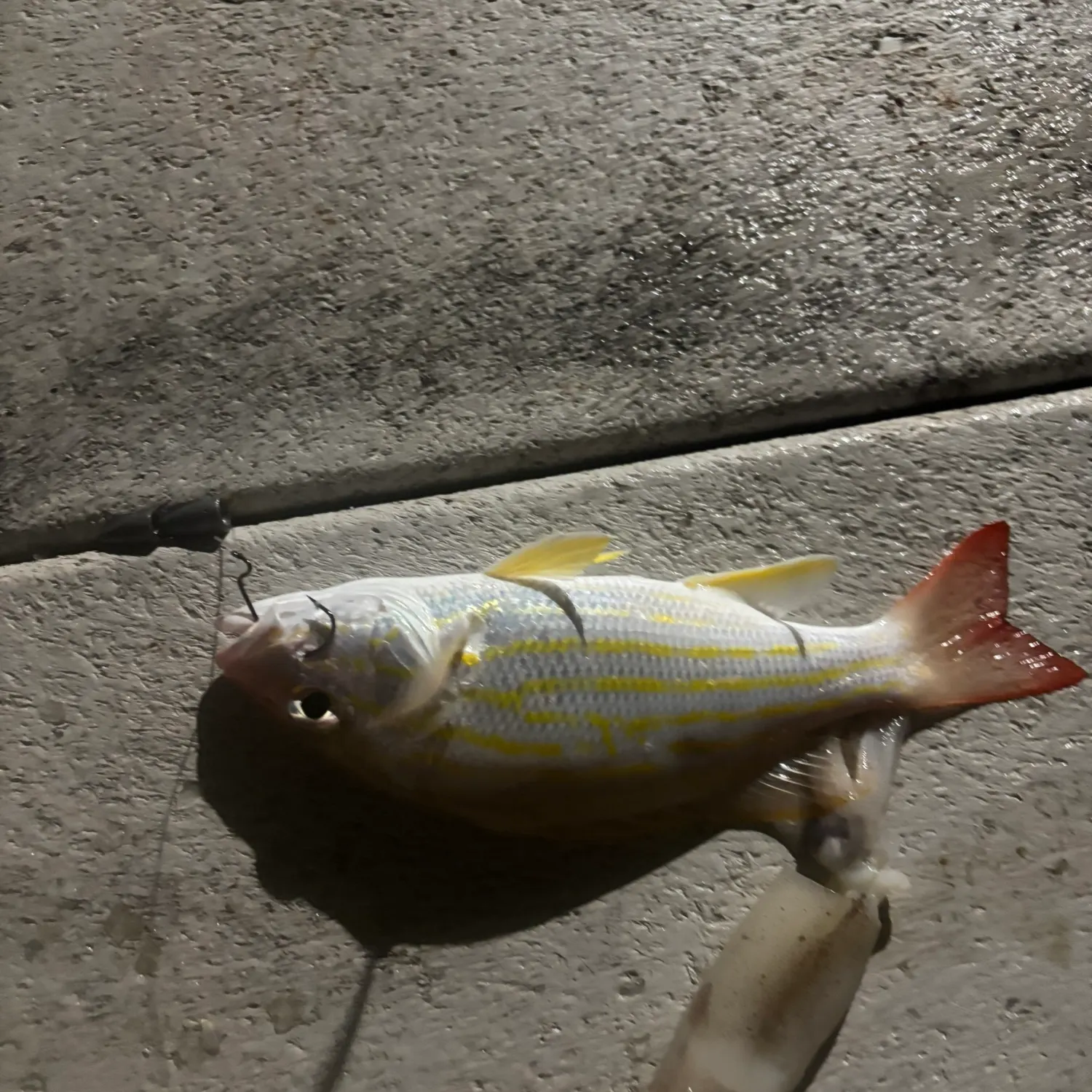 The most recent Atlantic porkfish catches on Fishbrain