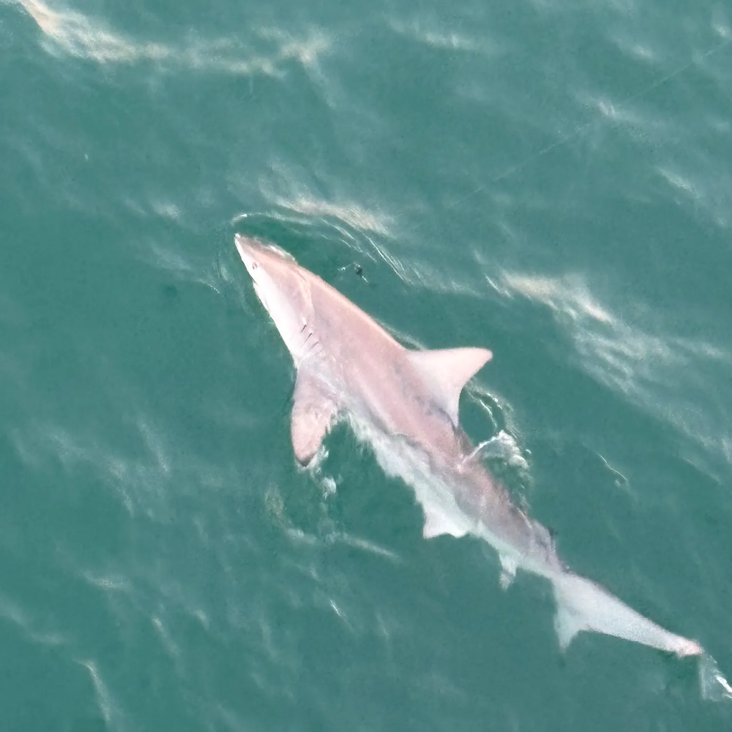 Sandbar shark caught on Fishbrain