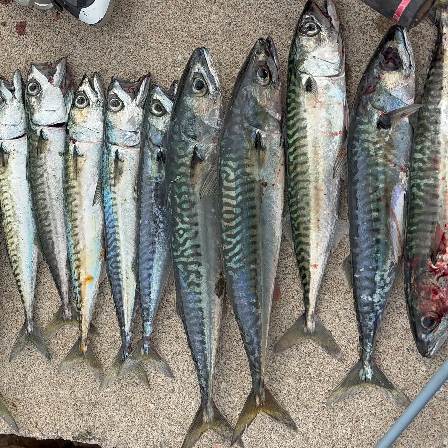 Atlantic mackerel caught on Fishbrain