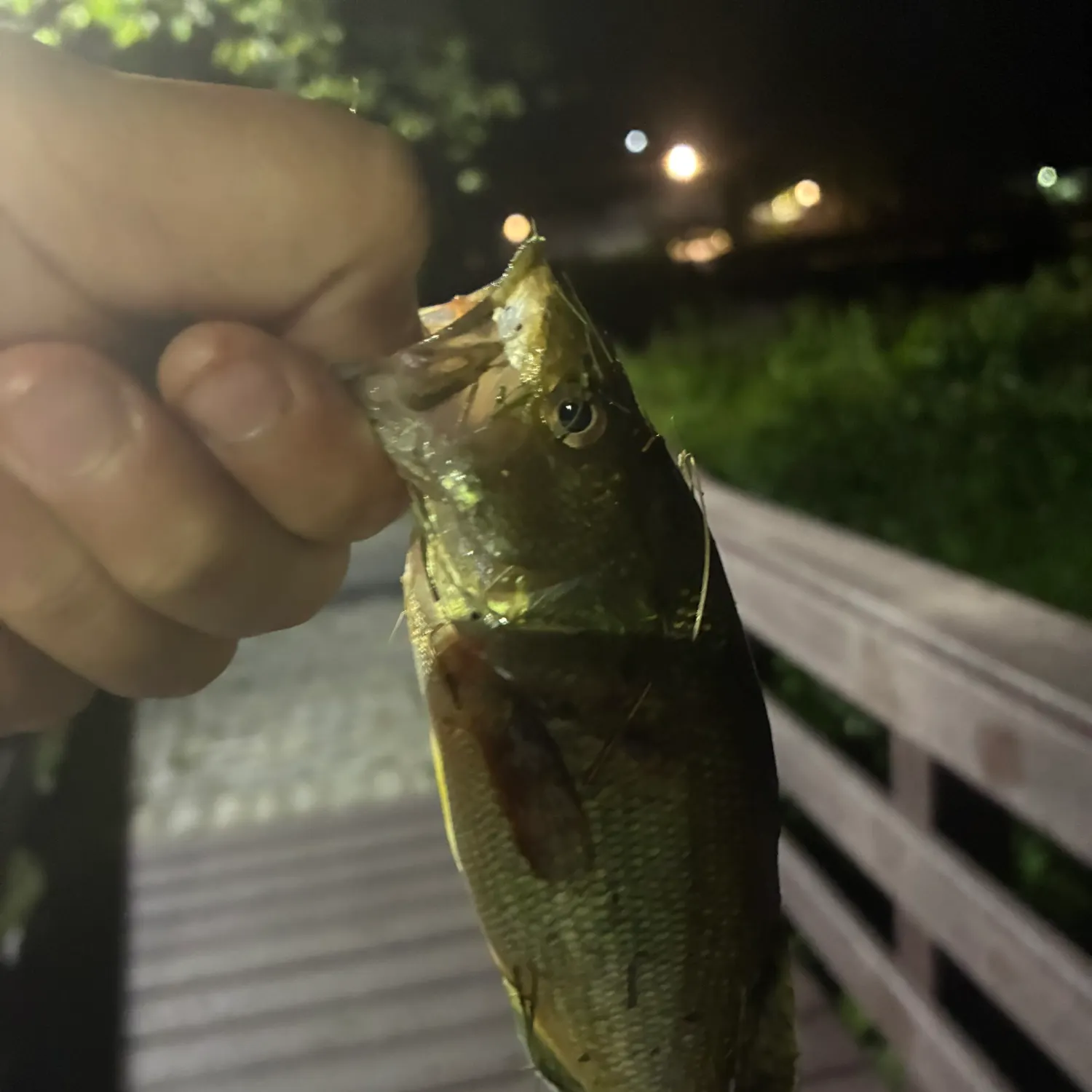 Rock bass caught on Fishbrain