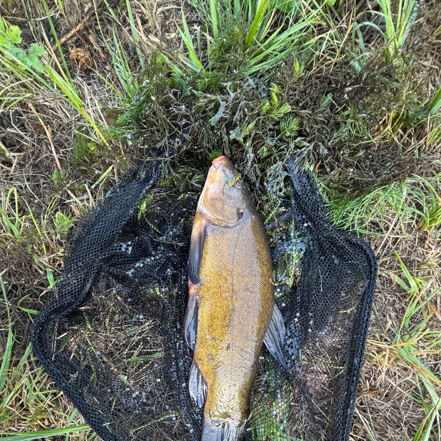 Tench caught on Fishbrain