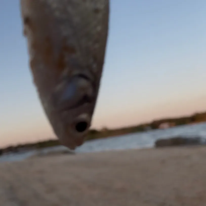 Striped shiner caught on Fishbrain