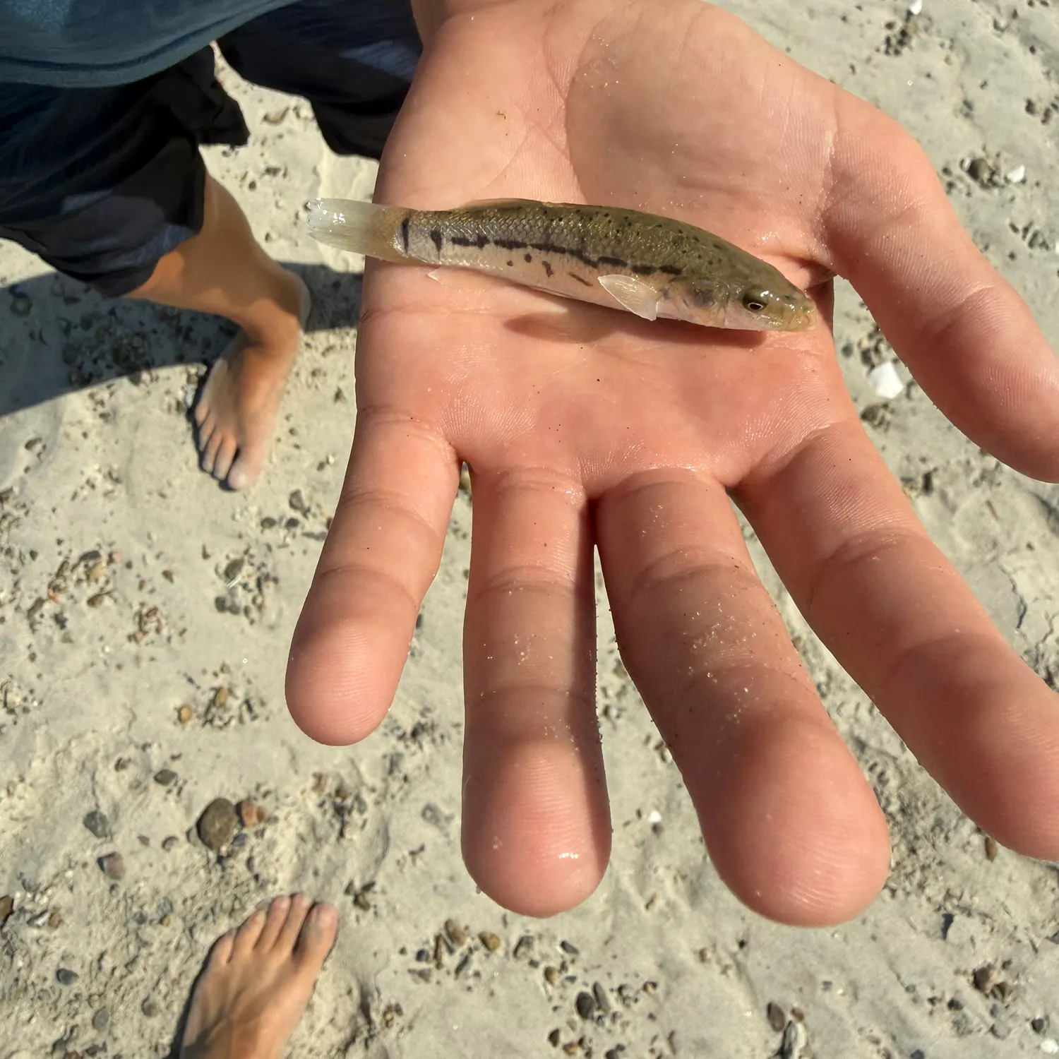 The most recent Striped killifish catches on Fishbrain