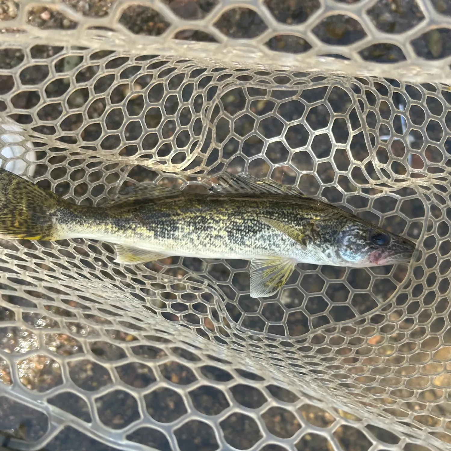 Saugeye caught on Fishbrain