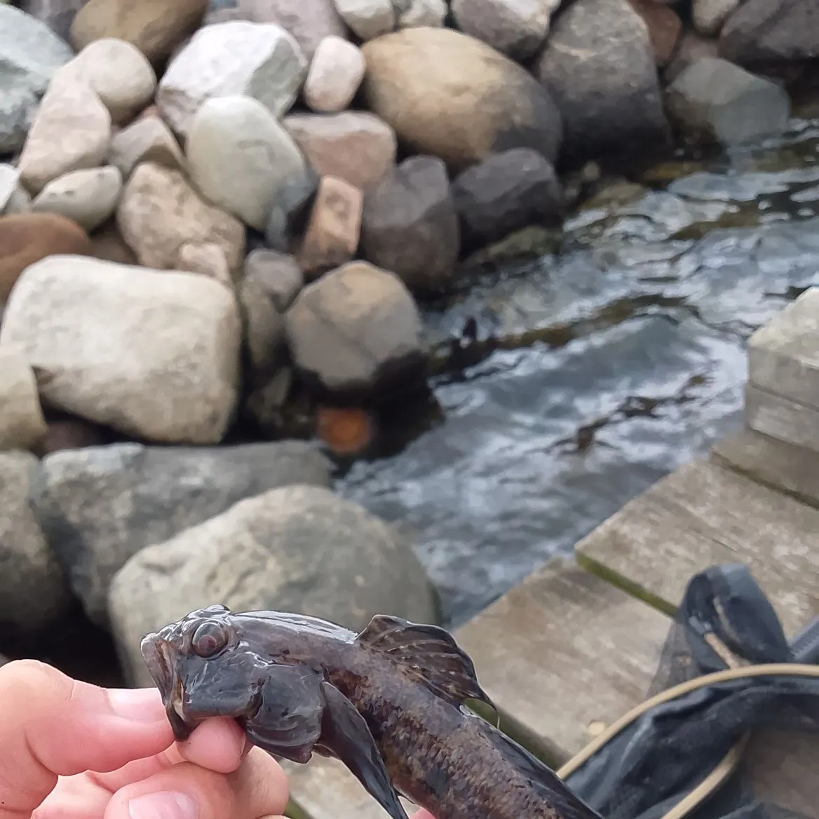 Black goby caught on Fishbrain
