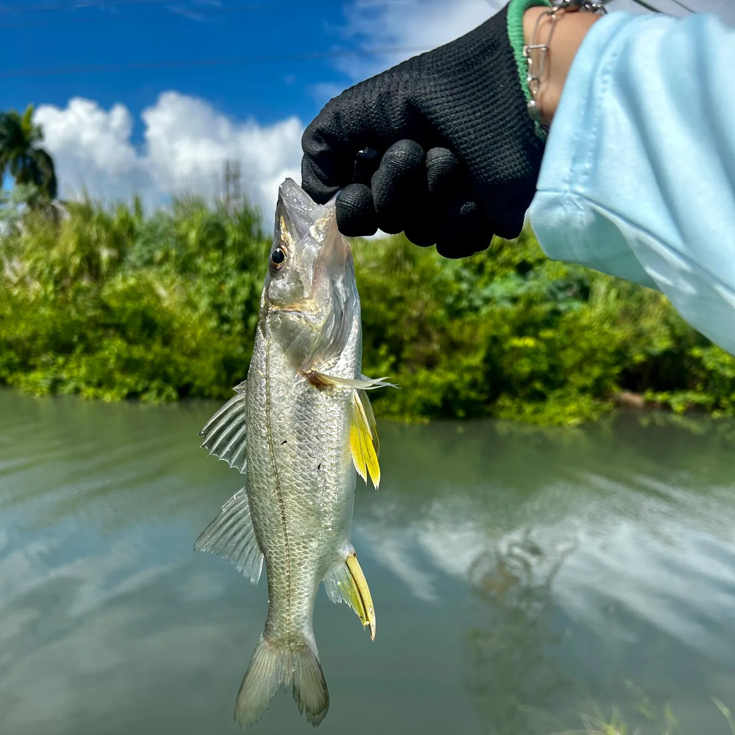 The most recent Fat snook catches on Fishbrain
