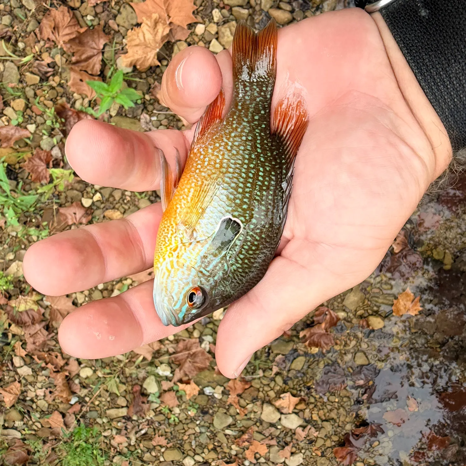 Longear sunfish caught on Fishbrain