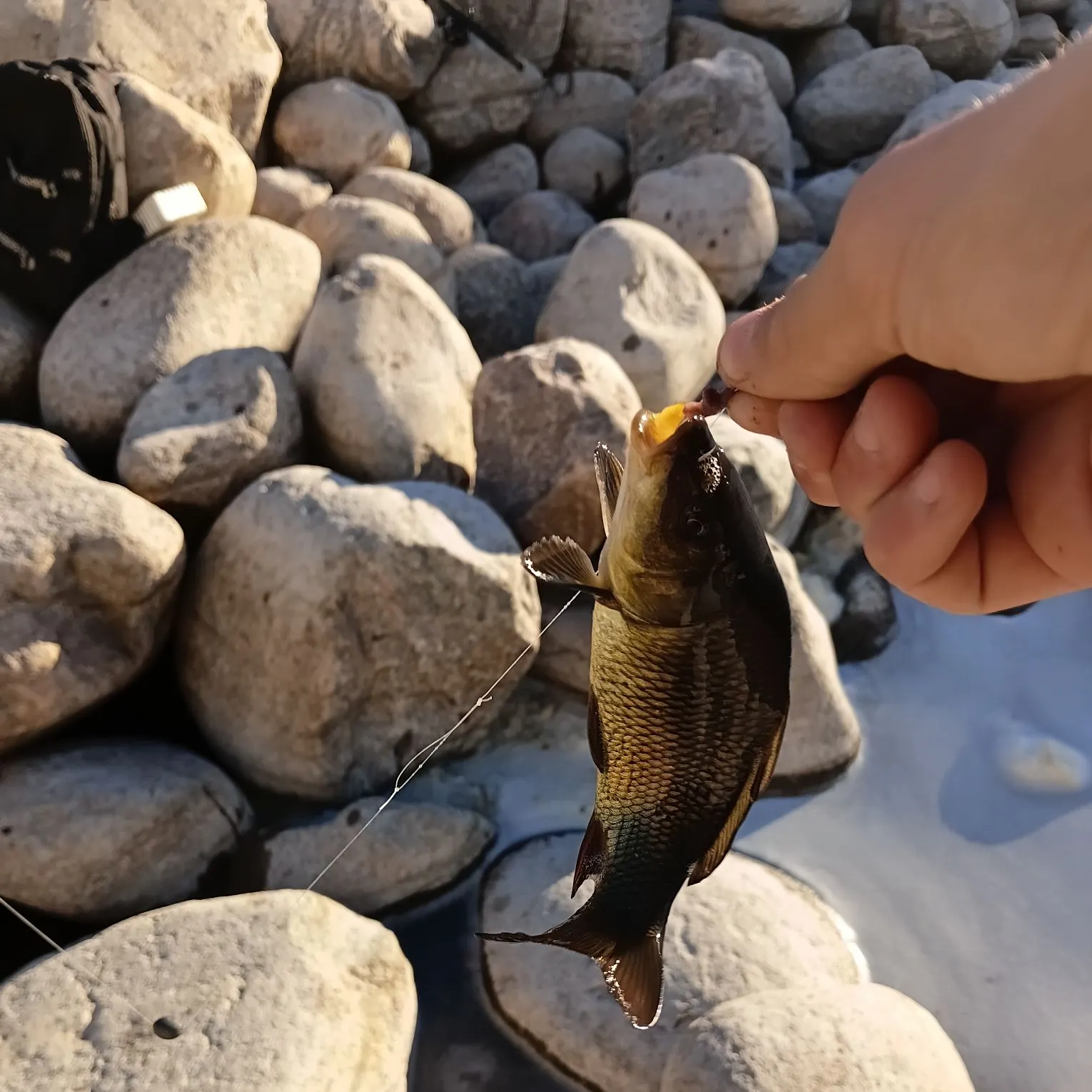 Common carp caught on Fishbrain