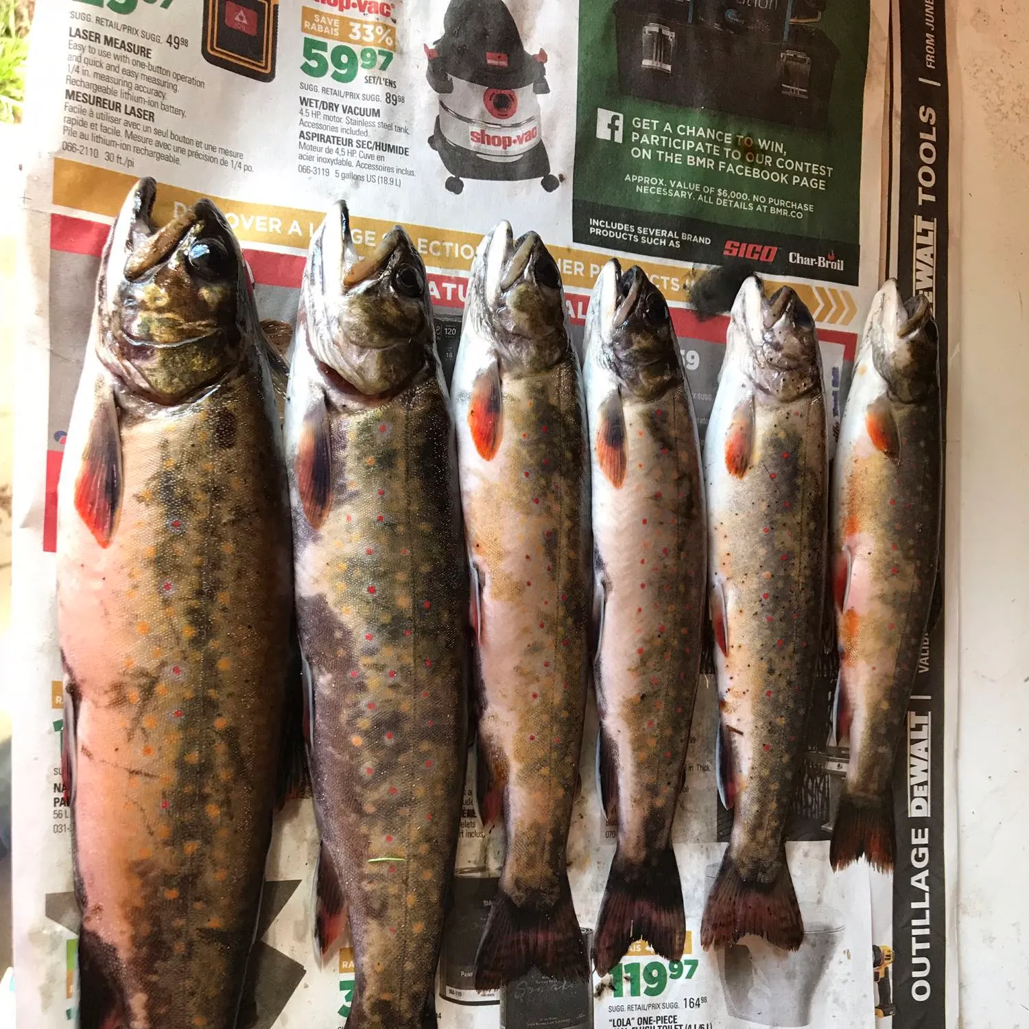 recently logged catches