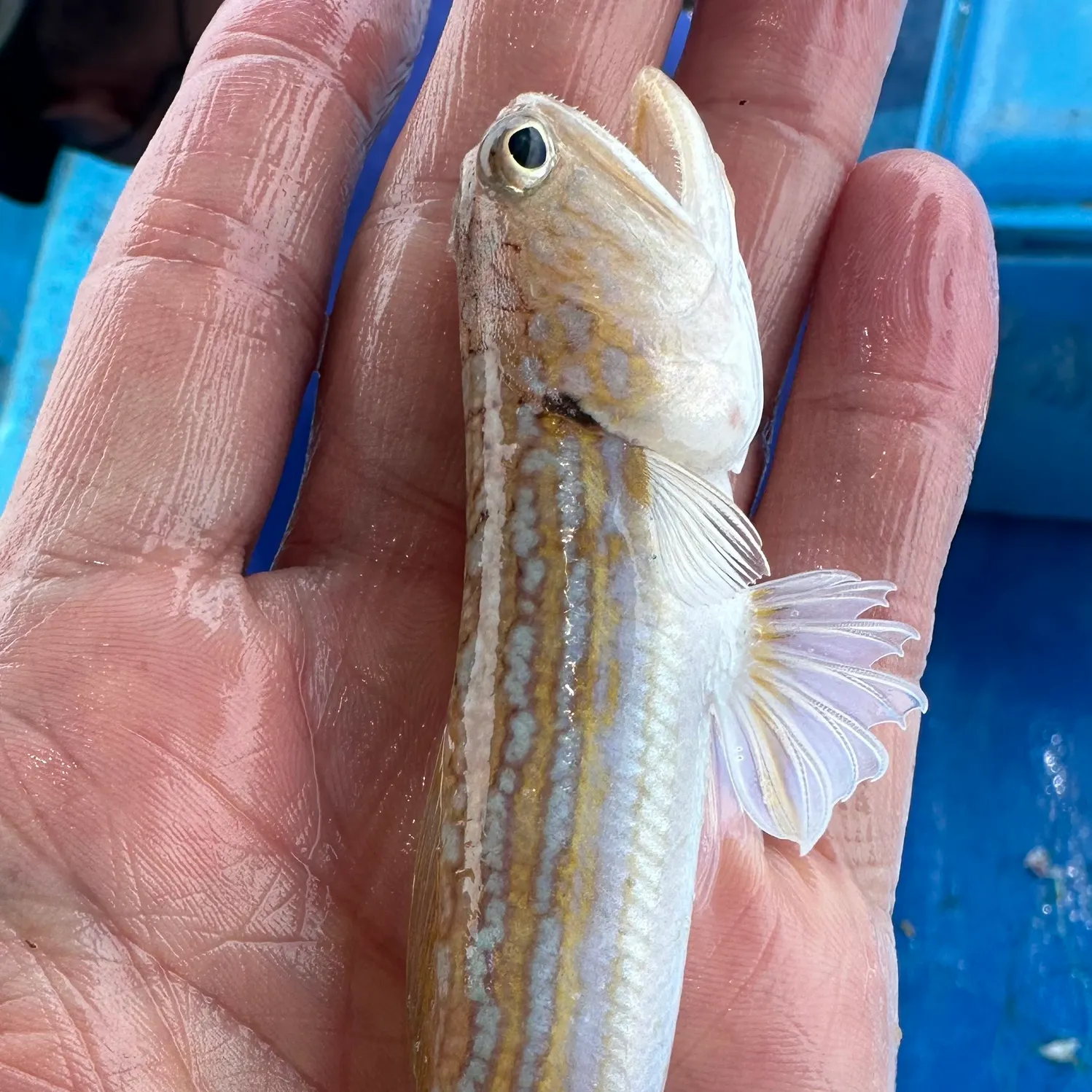 The most recent Yellowstripe scad catches on Fishbrain
