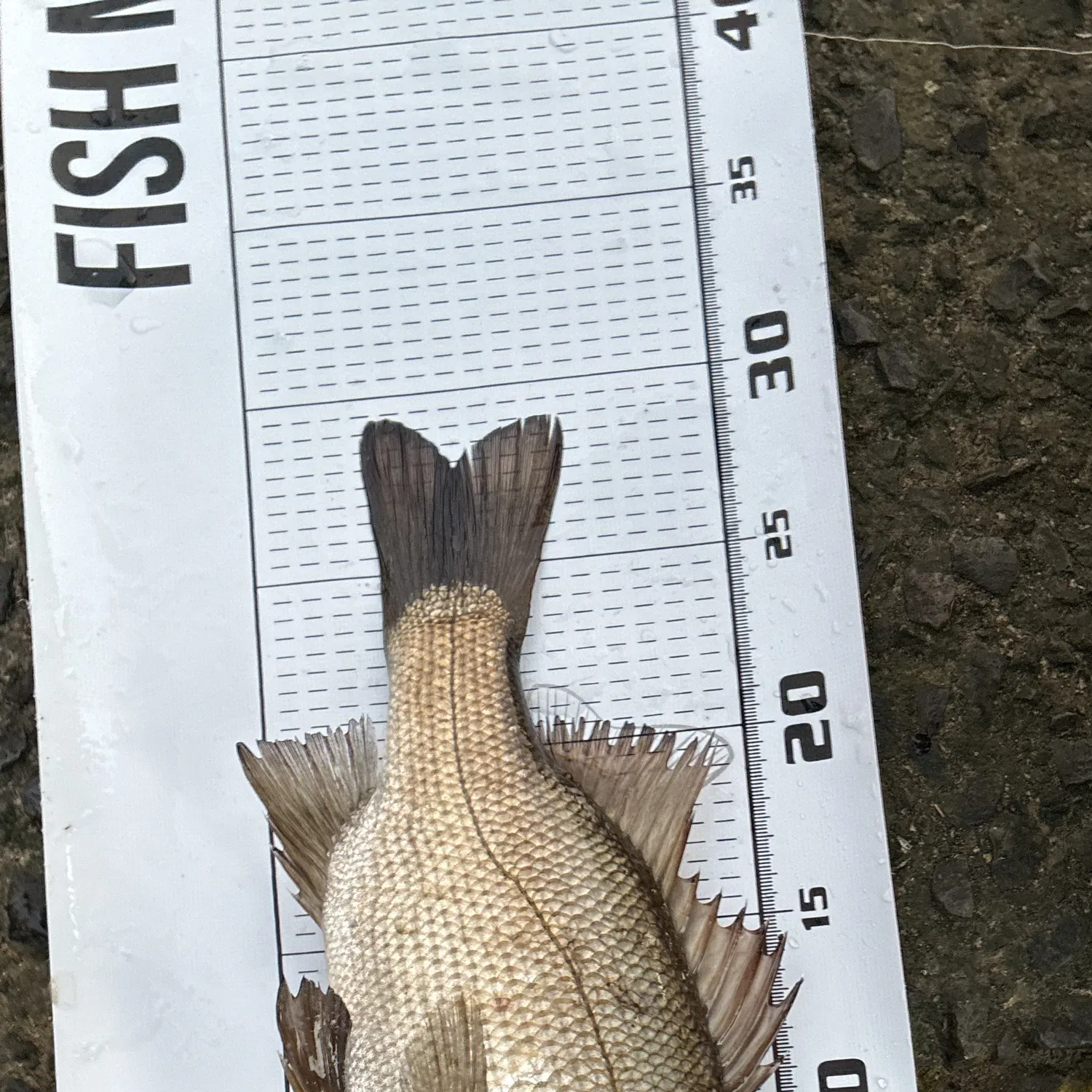 The most recent Estuary perch catches on Fishbrain