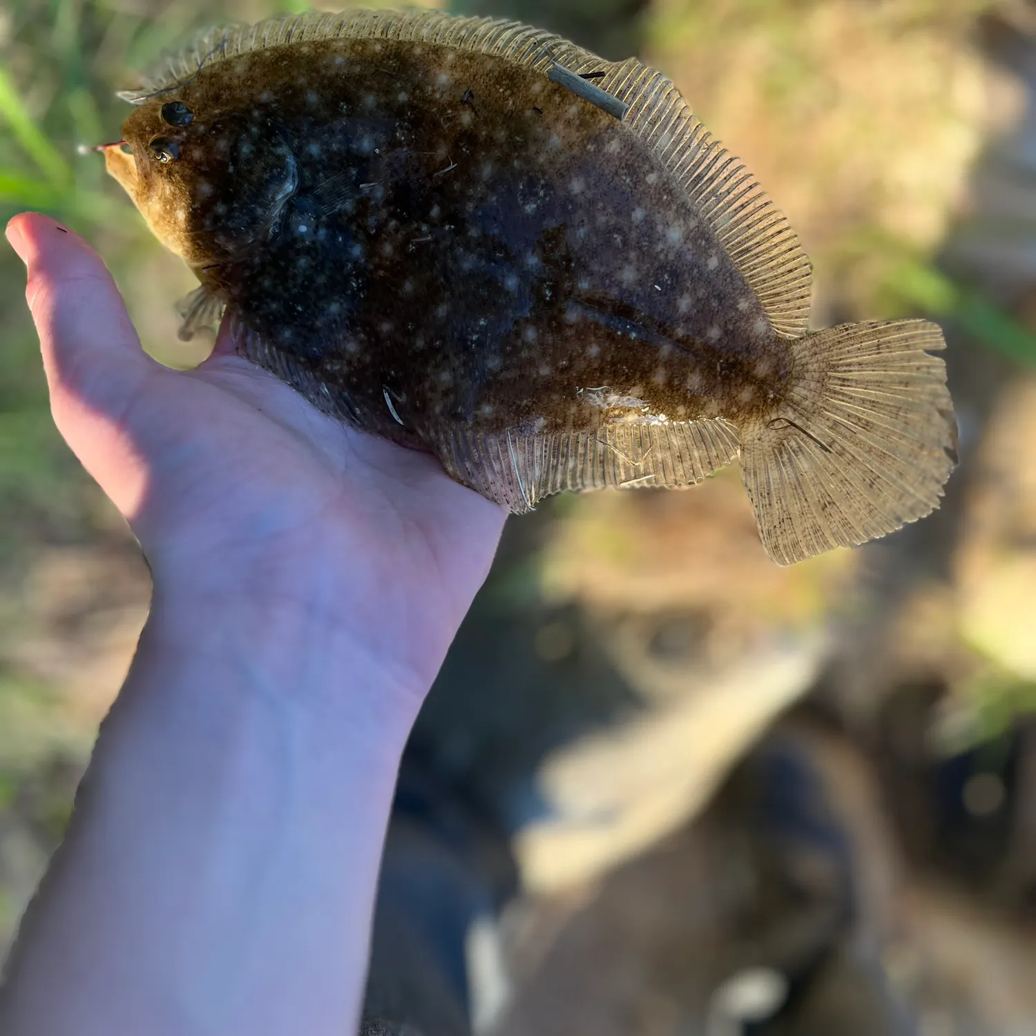 The most recent Largetooth flounder catches on Fishbrain