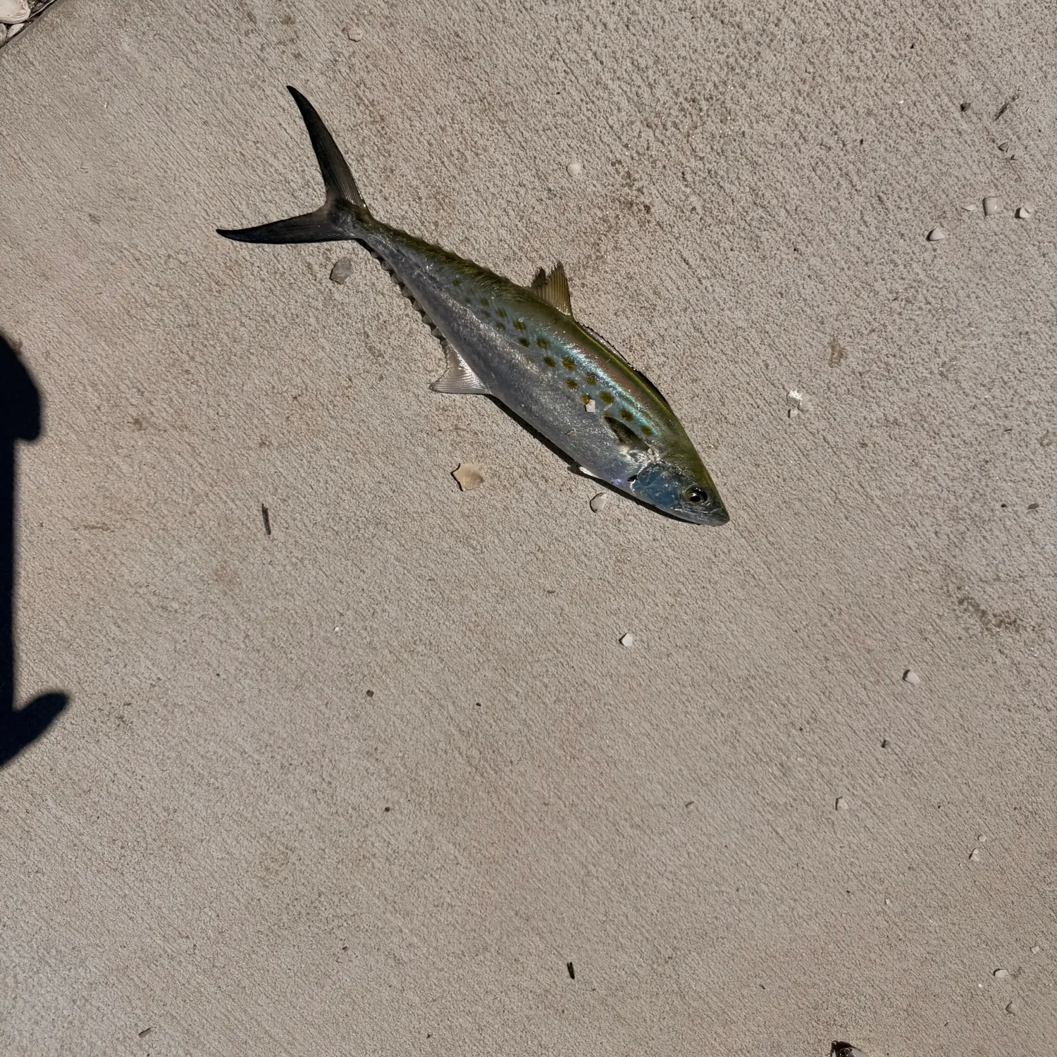 Spanish mackerel caught on Fishbrain