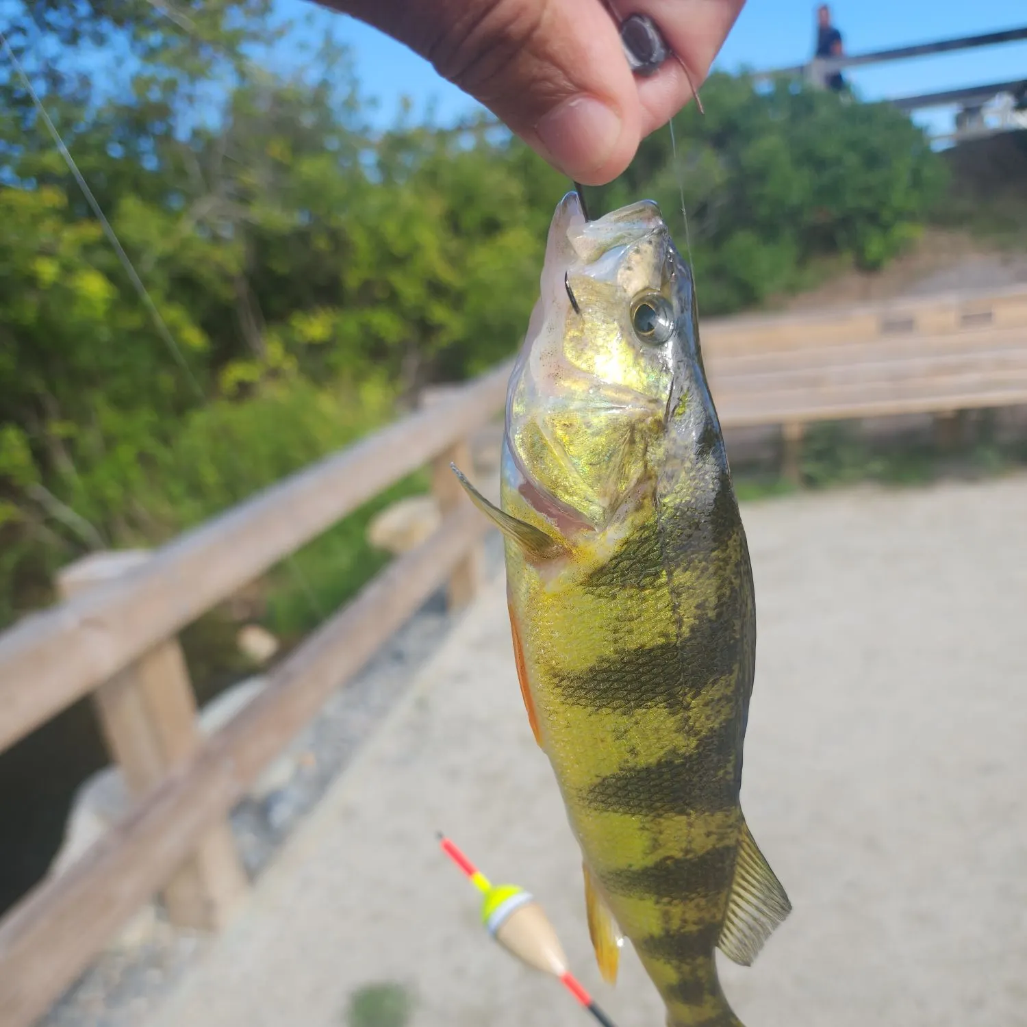 Yellow perch caught on Fishbrain
