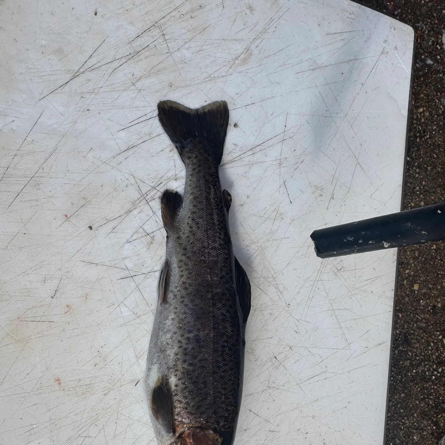 Rainbow trout caught on Fishbrain