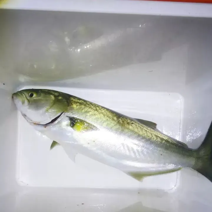 Bluefish caught on Fishbrain