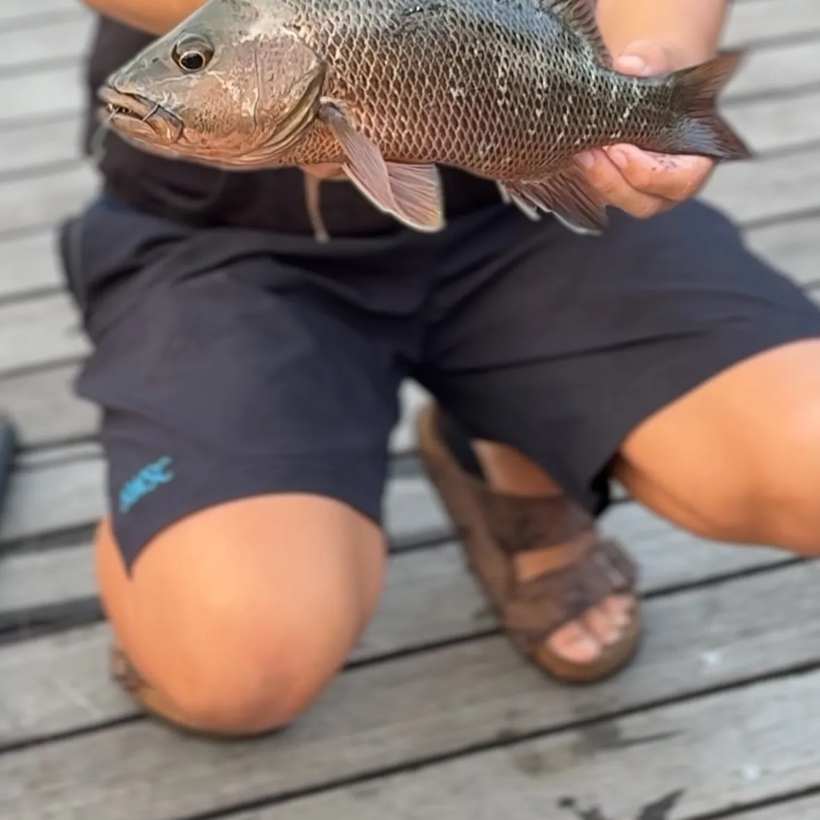 The most recent Mangrove red snapper catches on Fishbrain