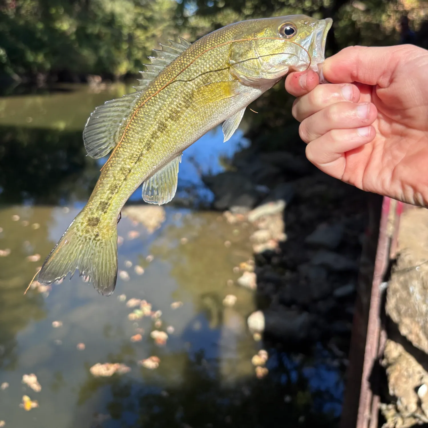 Spotted bass caught on Fishbrain