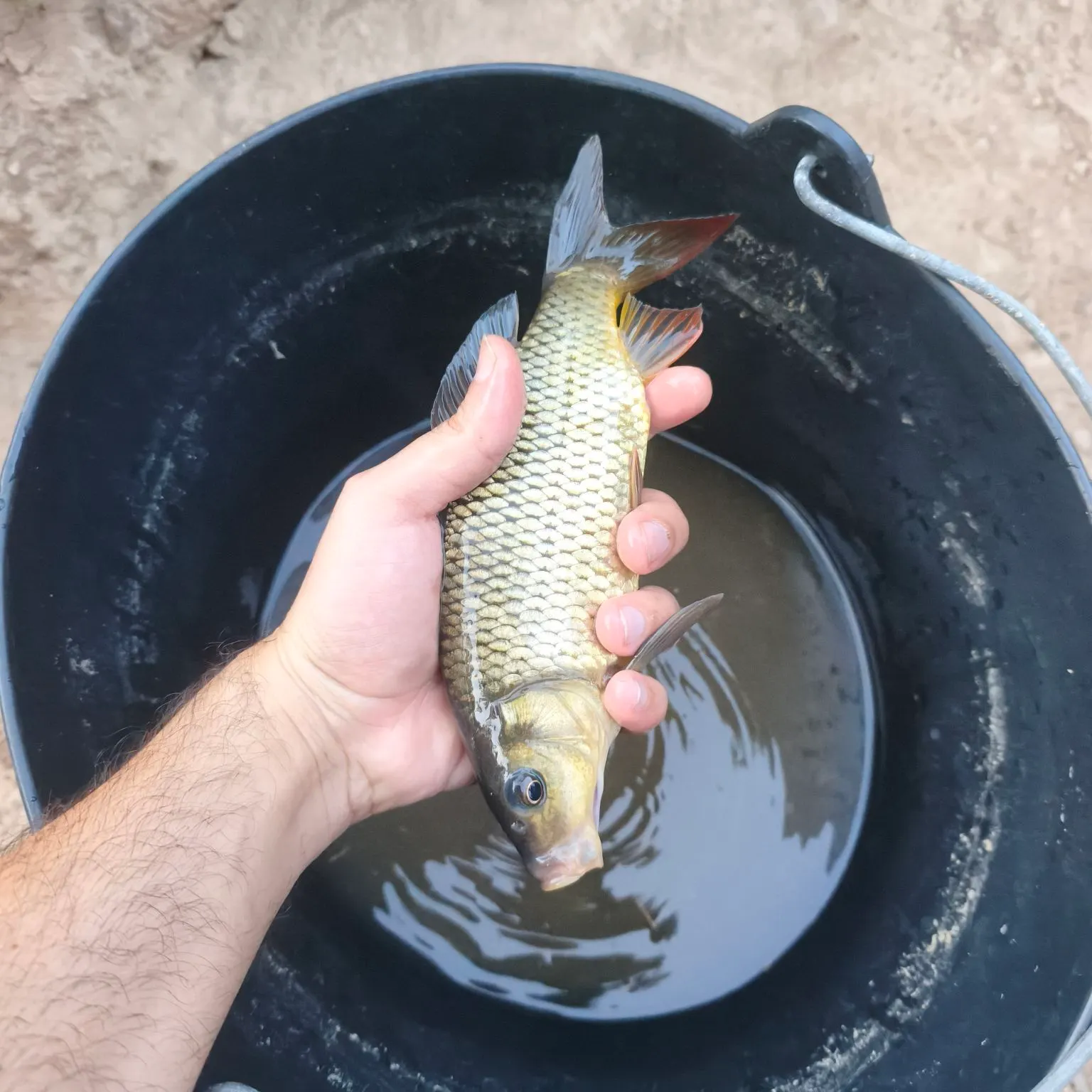 Common carp caught on Fishbrain