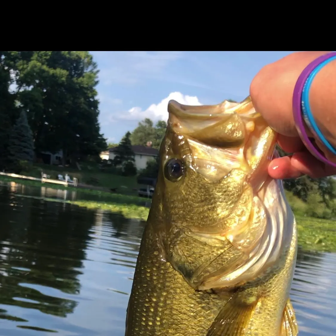 Largemouth bass caught on Fishbrain
