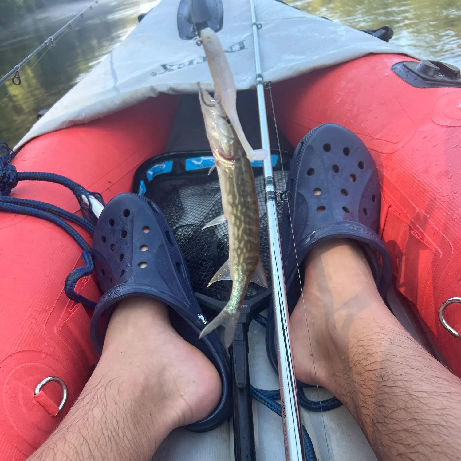 Chain pickerel caught on Fishbrain
