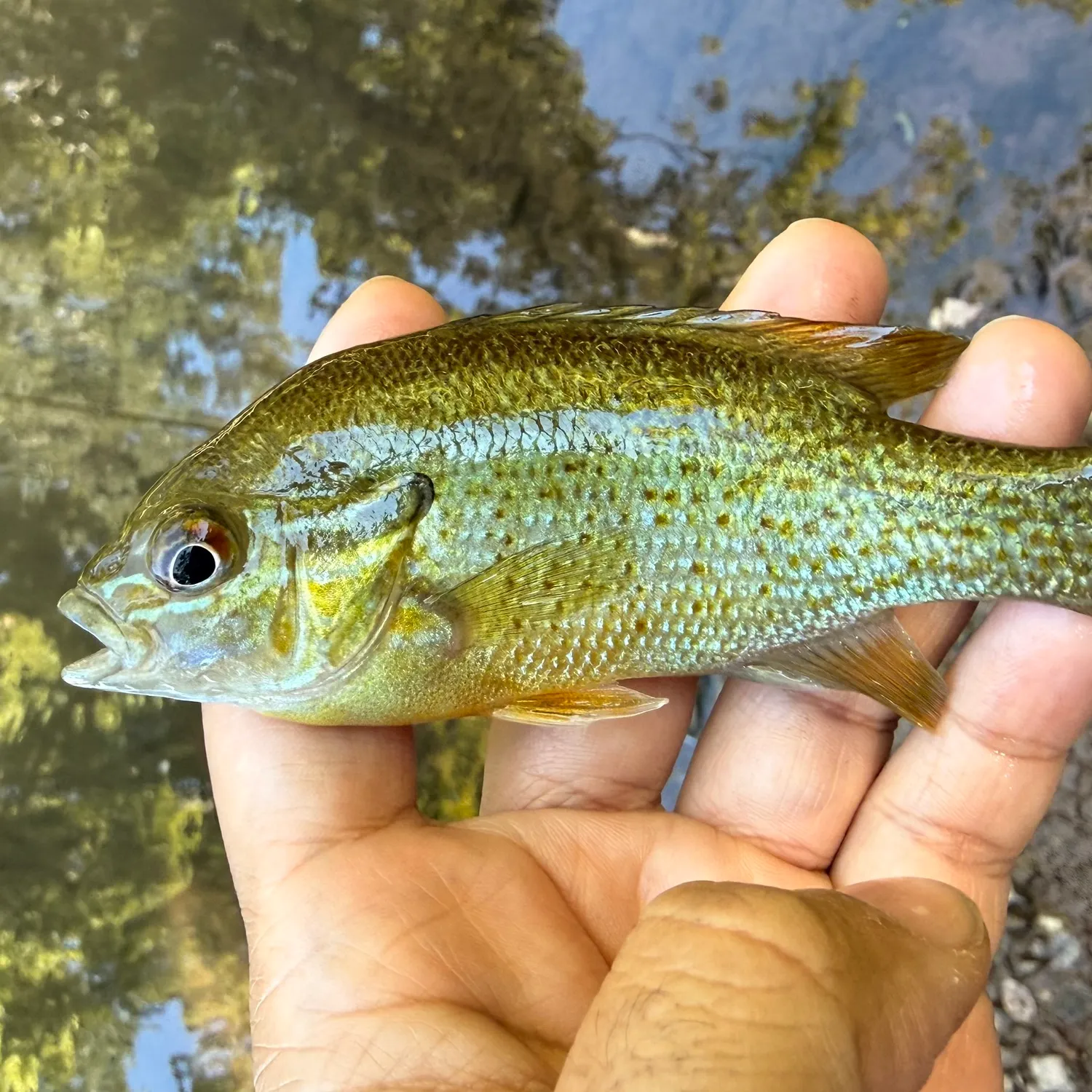 Redbreast sunfish caught on Fishbrain