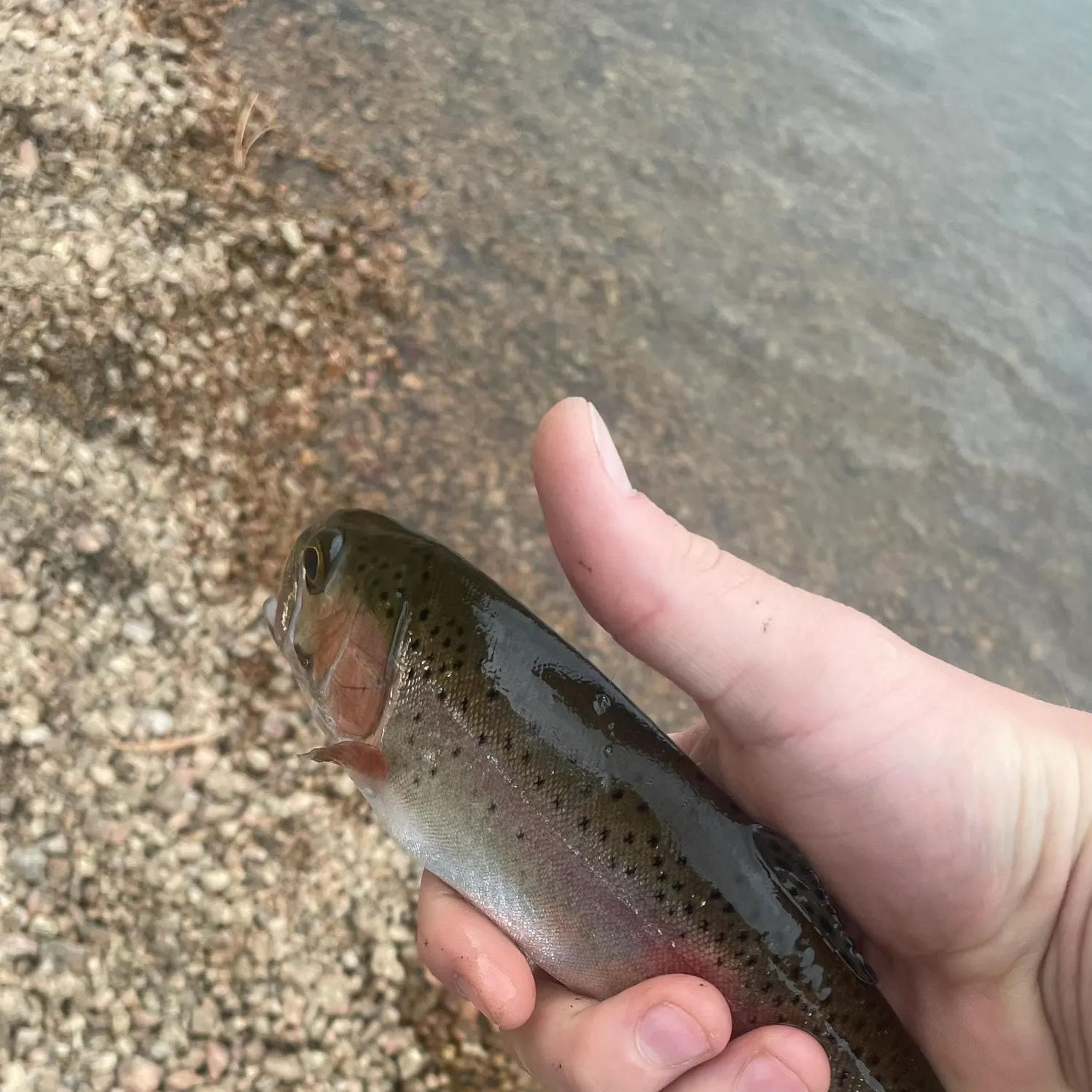 Rainbow trout caught on Fishbrain