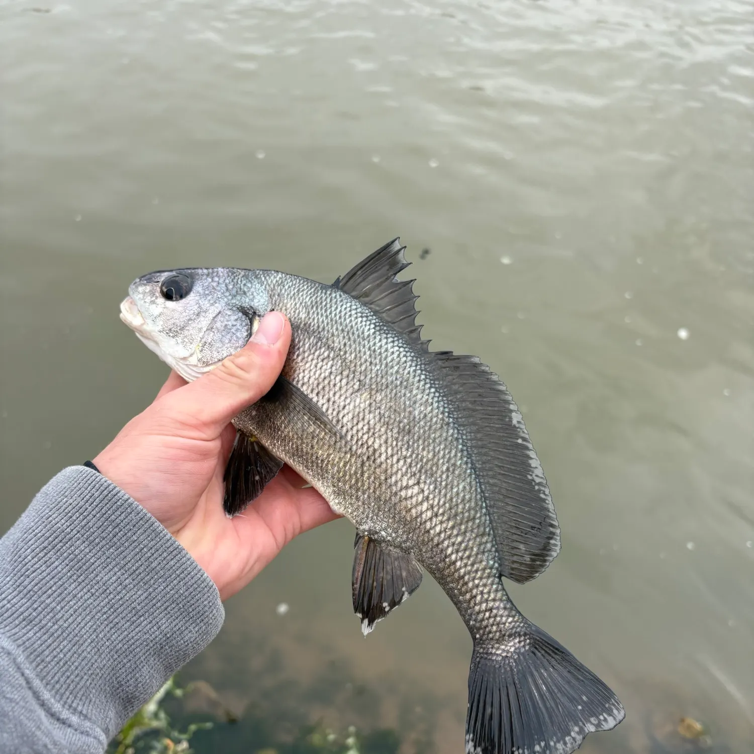 Freshwater drum caught on Fishbrain