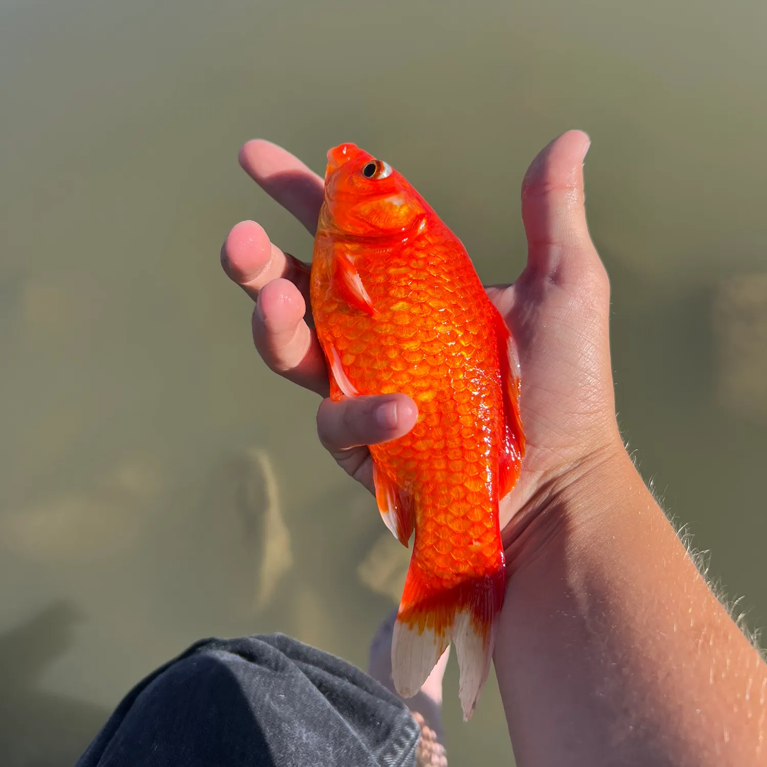 The most recent Goldfish catches on Fishbrain