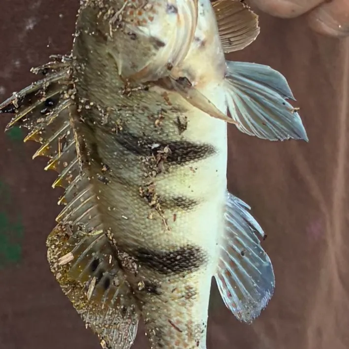 Barred sand bass caught on Fishbrain