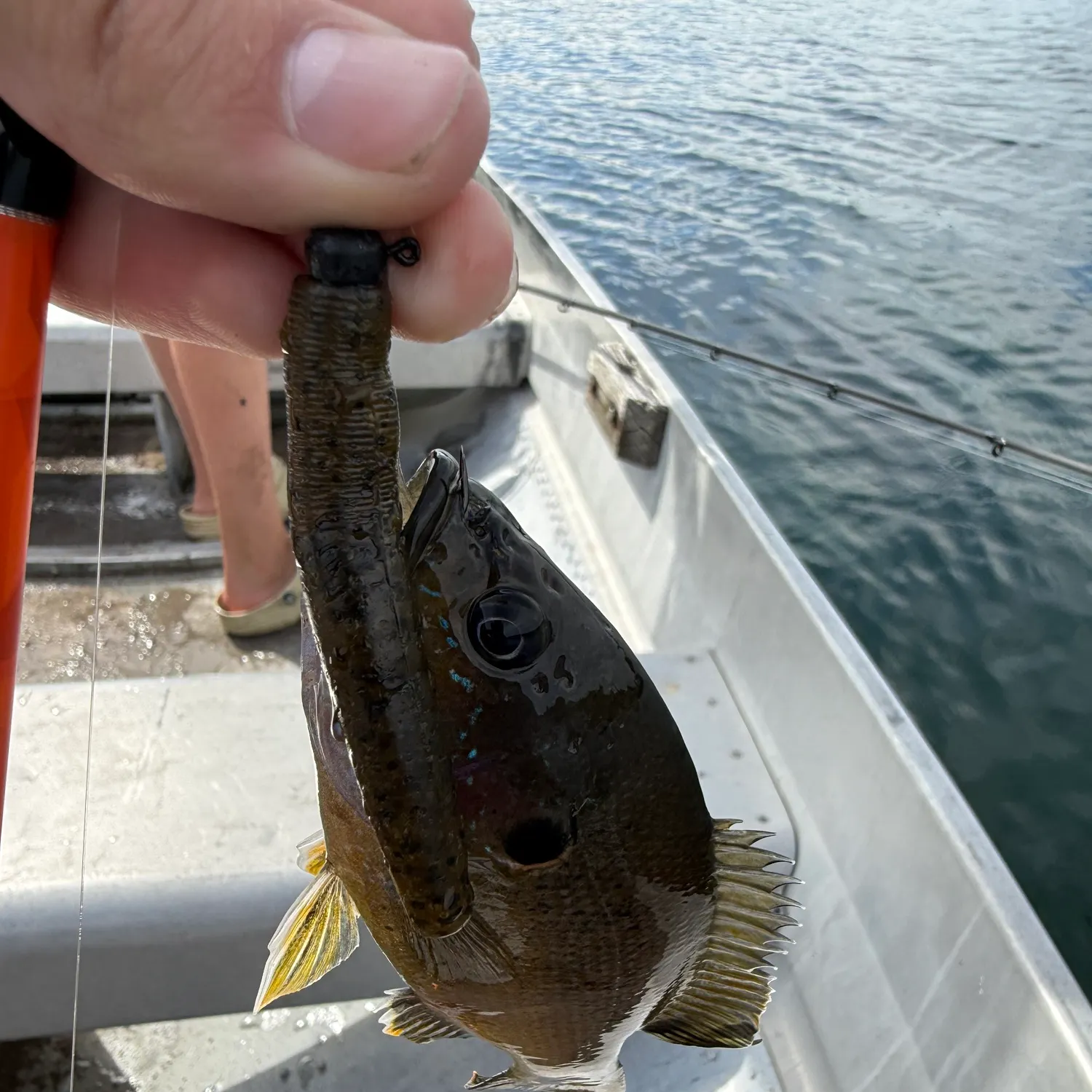 Green sunfish caught on Fishbrain