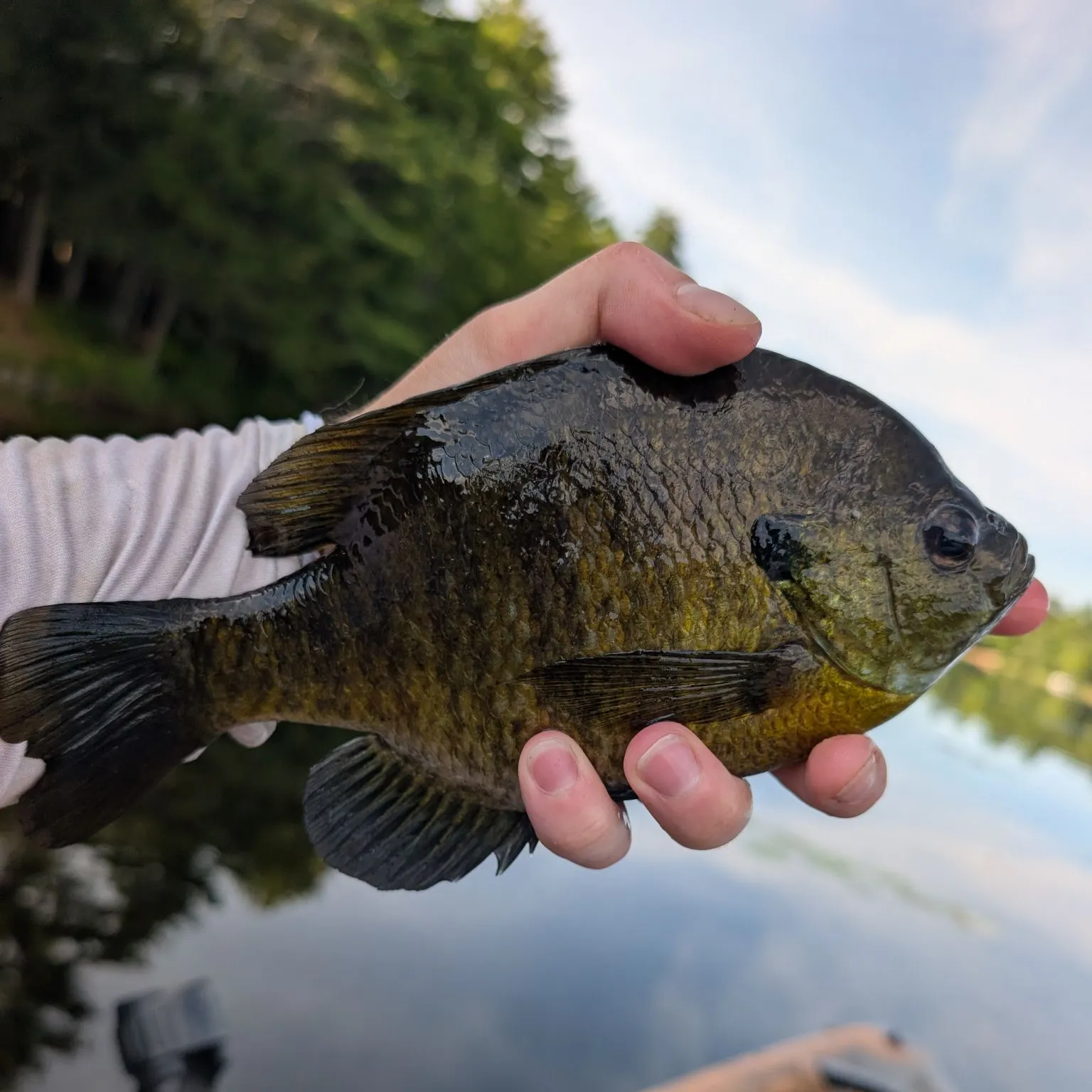 Bluegill caught on Fishbrain
