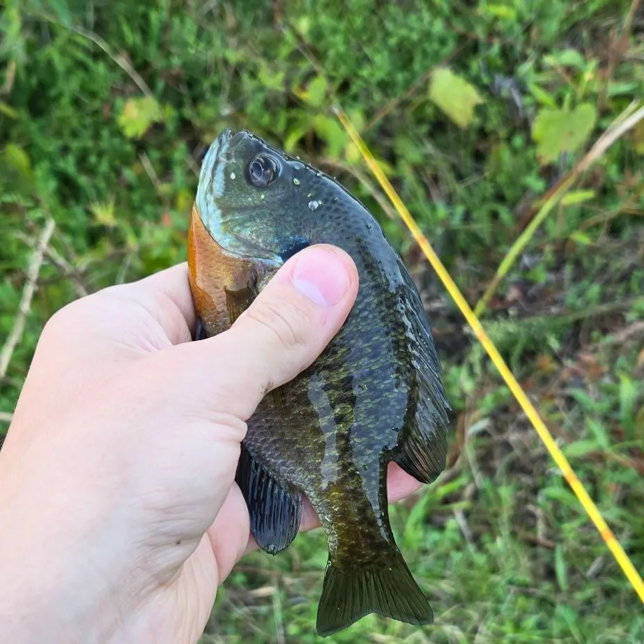 Bluegill caught on Fishbrain