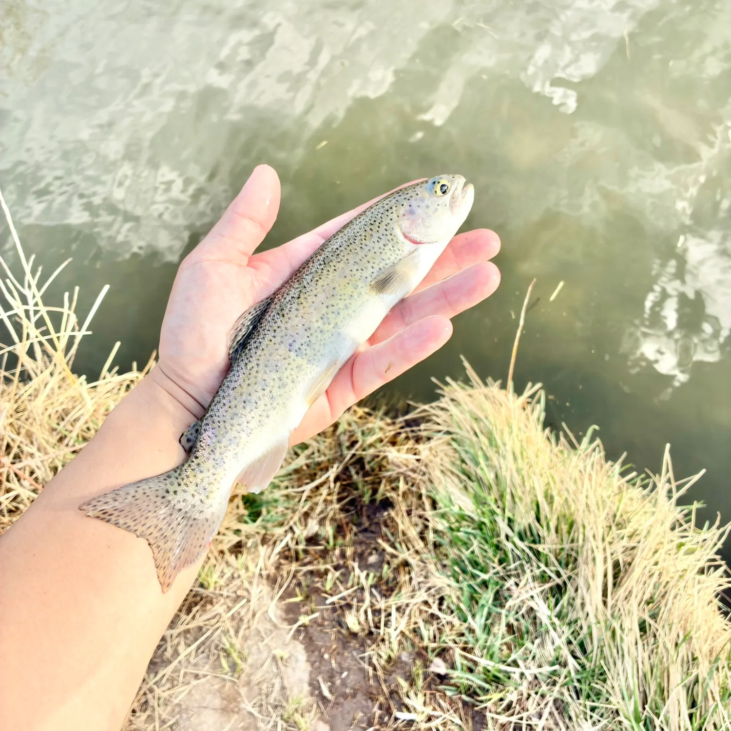 The most recent Cutthroat trout catches on Fishbrain