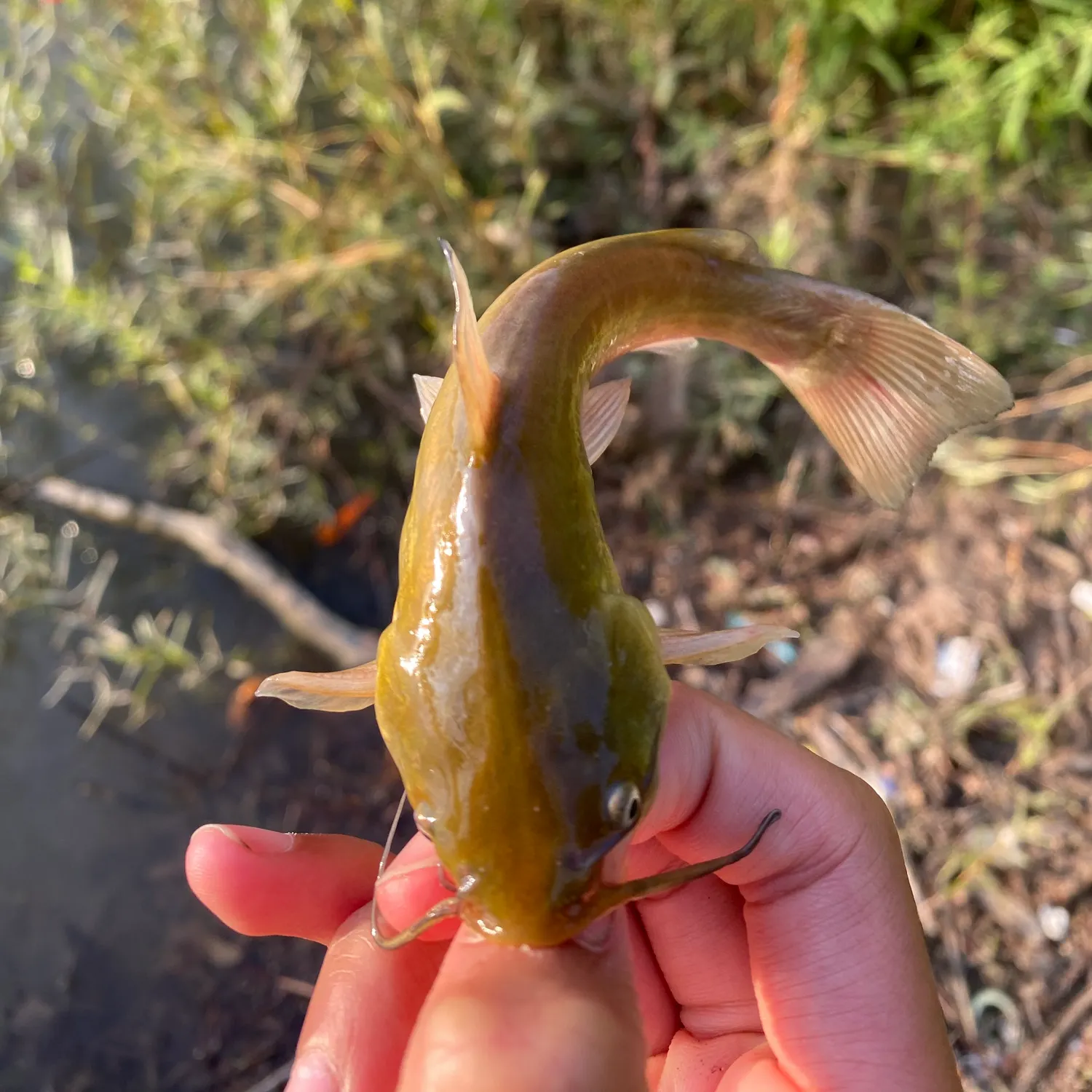 Yellow bullhead caught on Fishbrain