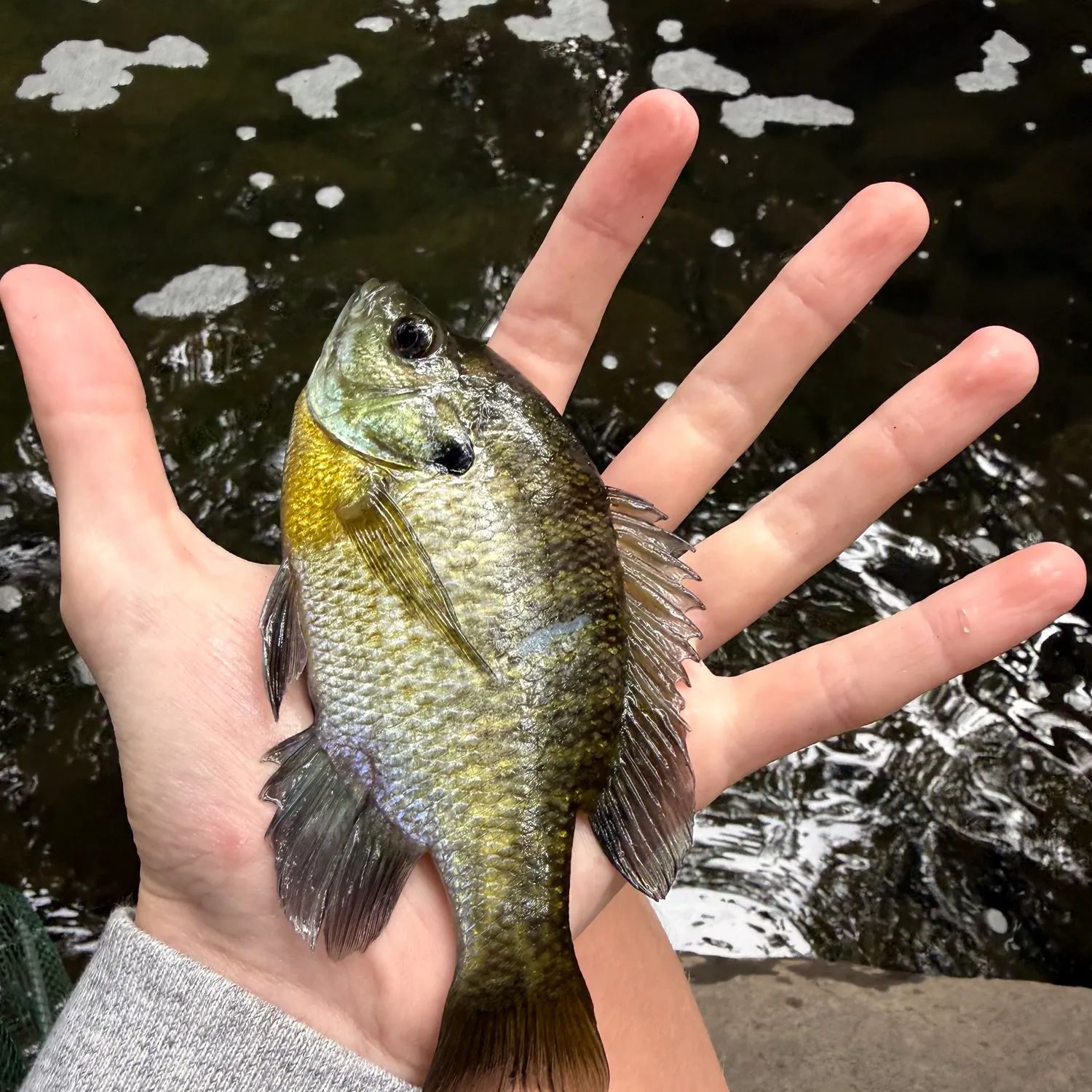 Bluegill caught on Fishbrain