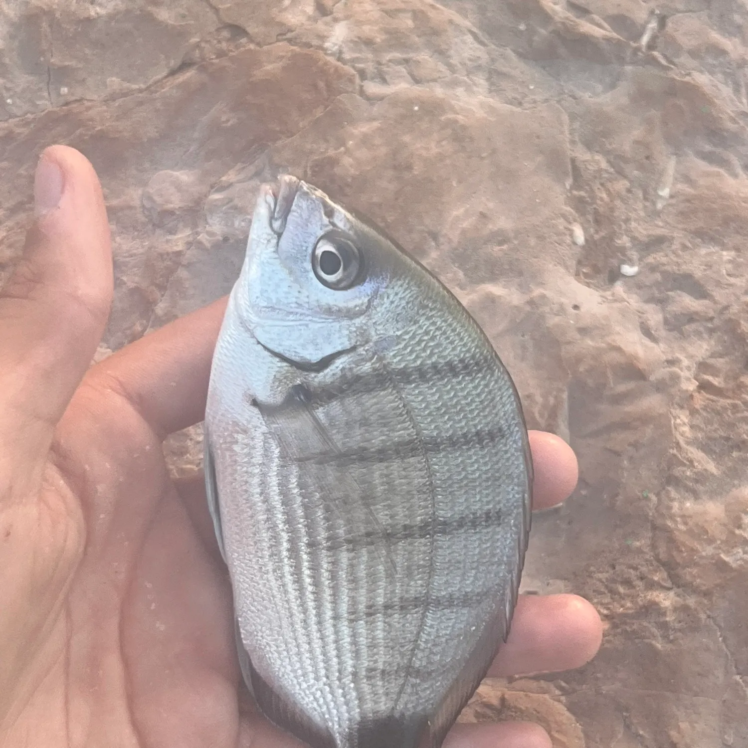 White seabream caught on Fishbrain