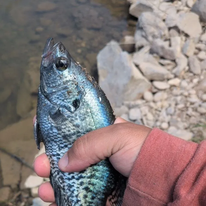 Black crappie caught on Fishbrain