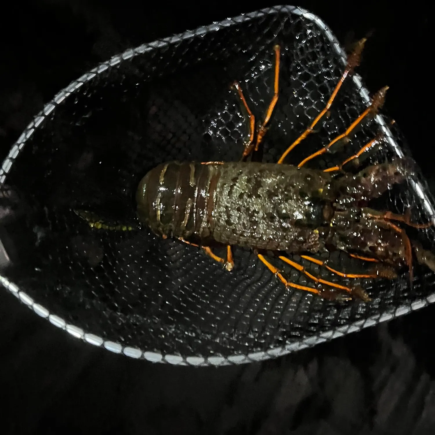 The most recent Spotted spiny lobster catches on Fishbrain