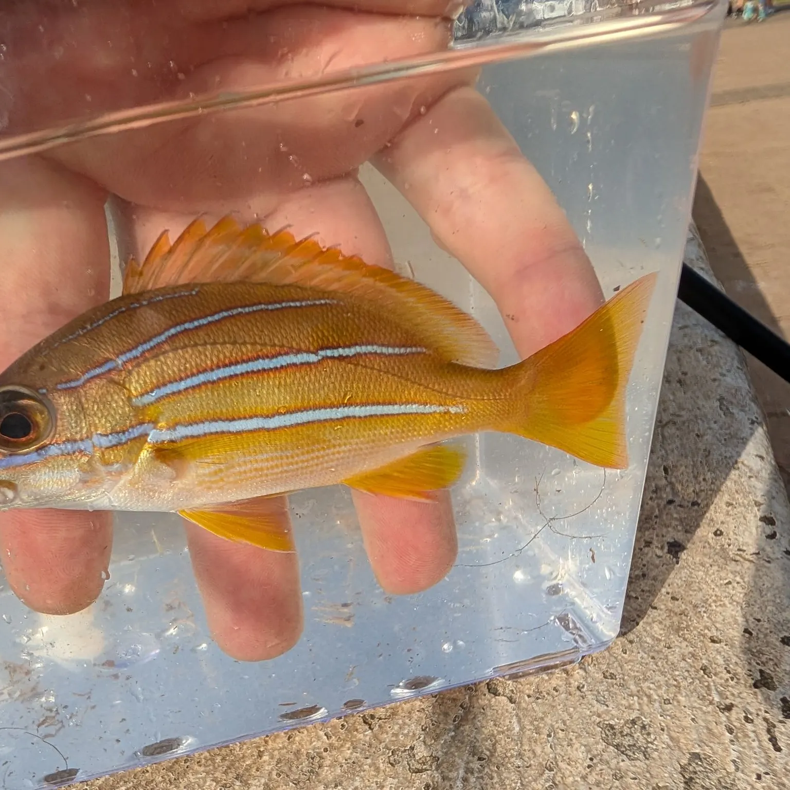 The most recent Common bluestripe snapper catches on Fishbrain