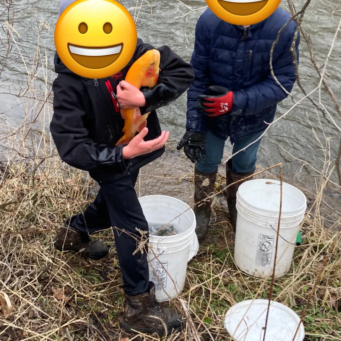 The most recent Golden rainbow trout catches on Fishbrain
