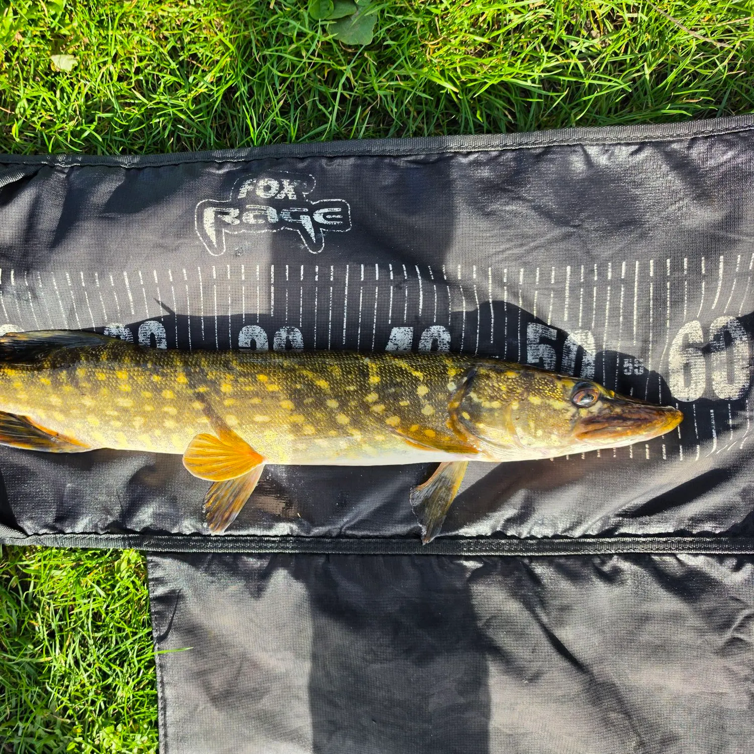 Northern pike caught on Fishbrain