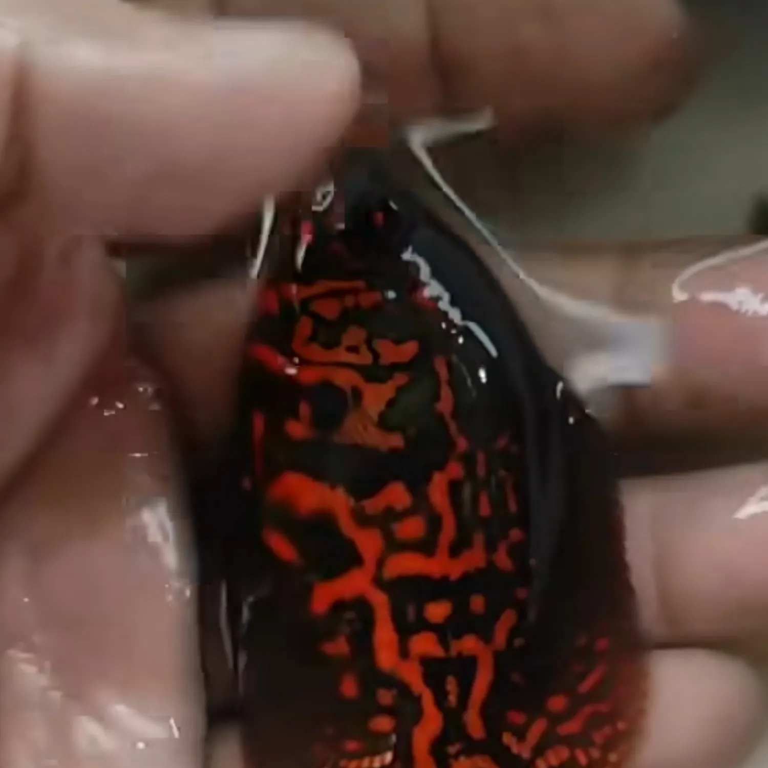 The most recent Big red cardinalfish catches on Fishbrain