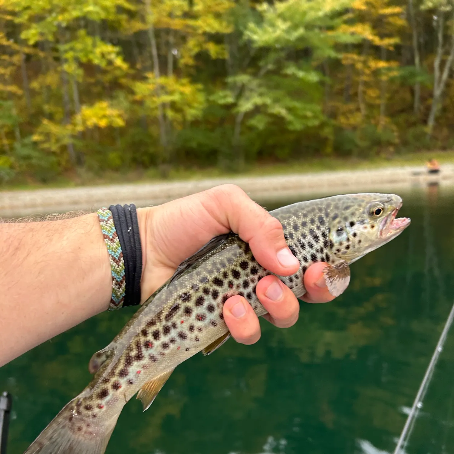 Brown trout caught on Fishbrain