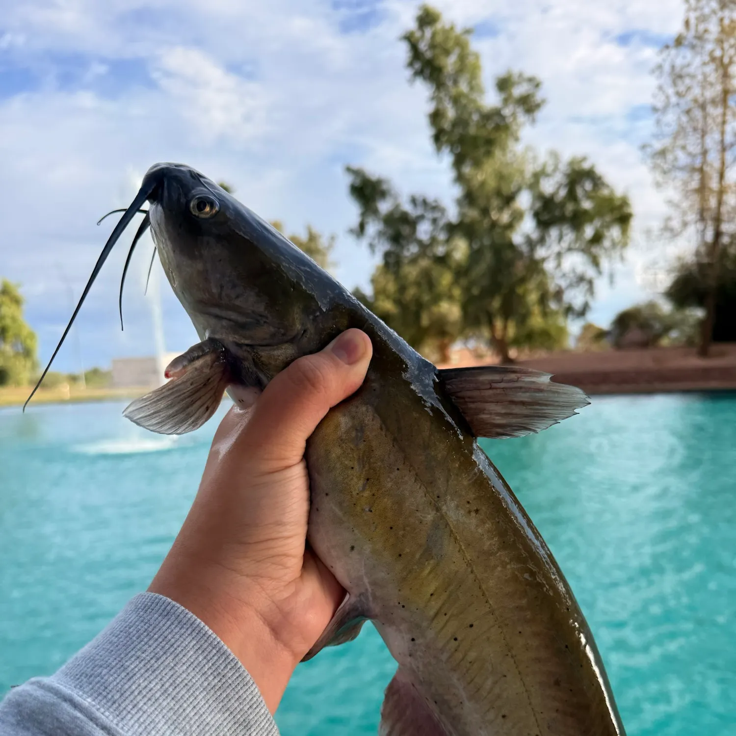 Channel catfish caught on Fishbrain