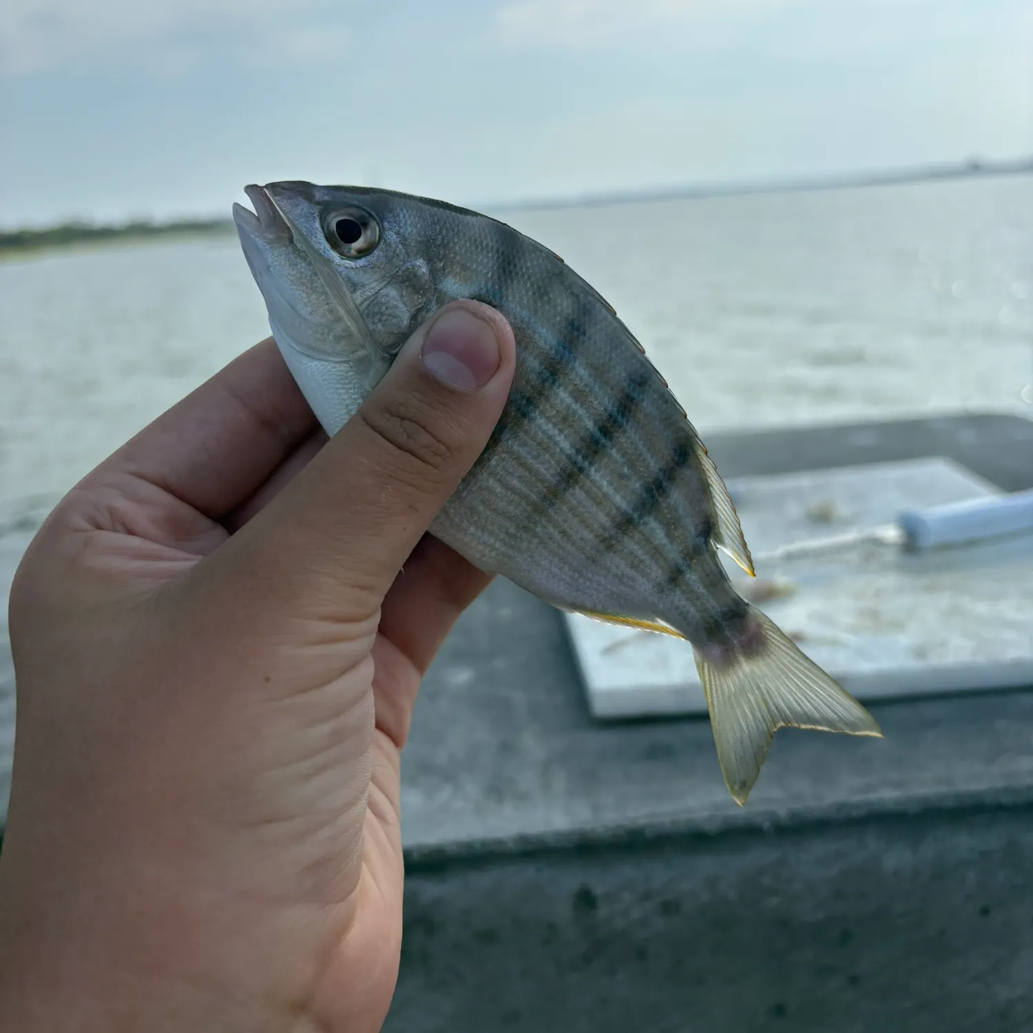 Pinfish caught on Fishbrain