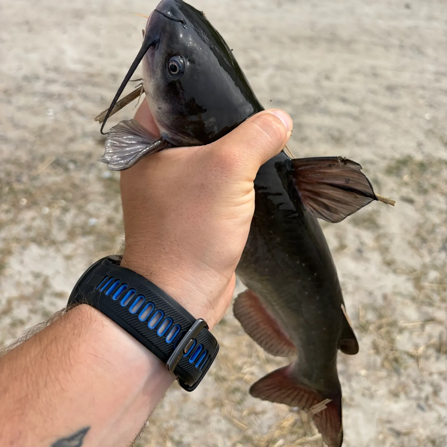 Channel catfish caught on Fishbrain