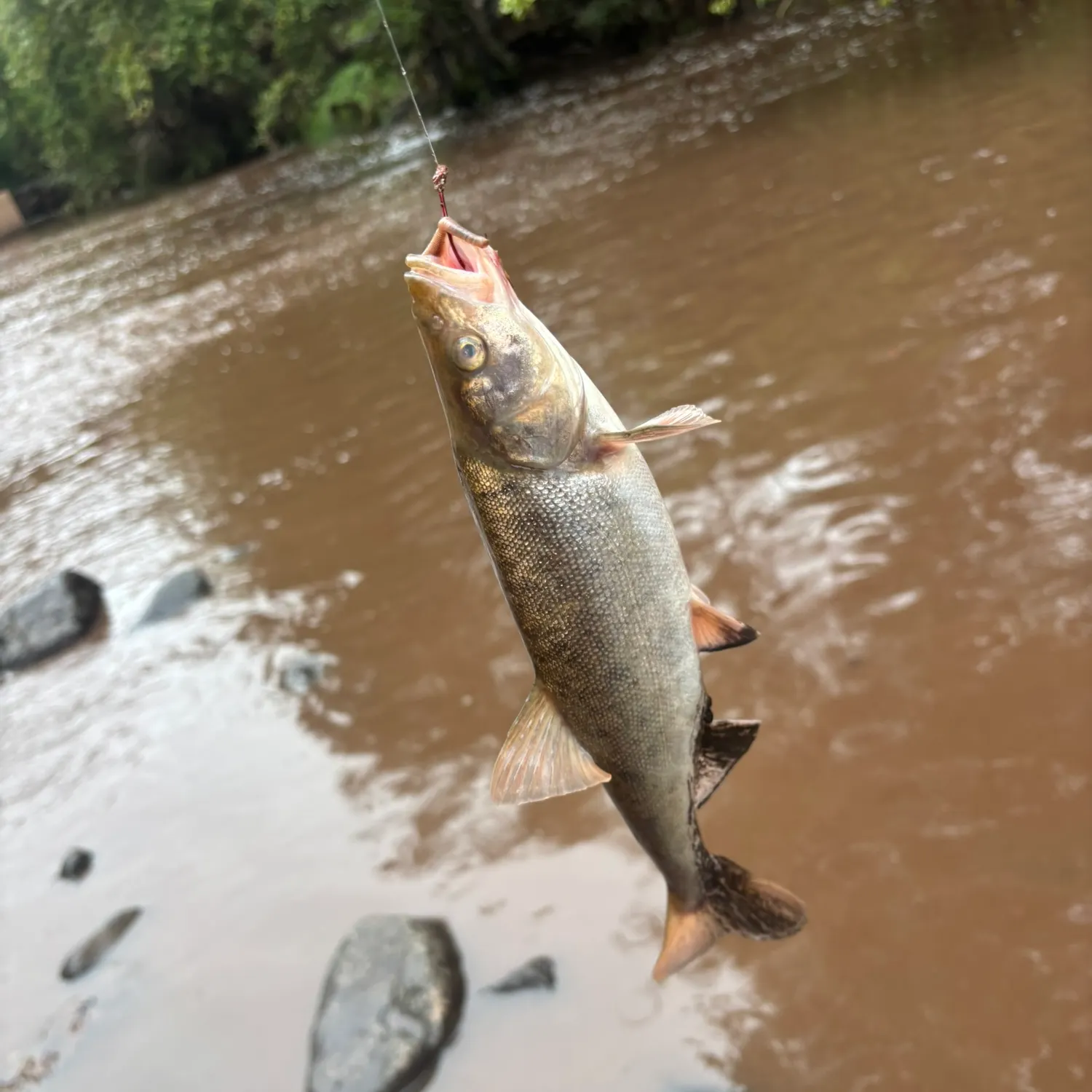 The most recent Roundtail chub catches on Fishbrain